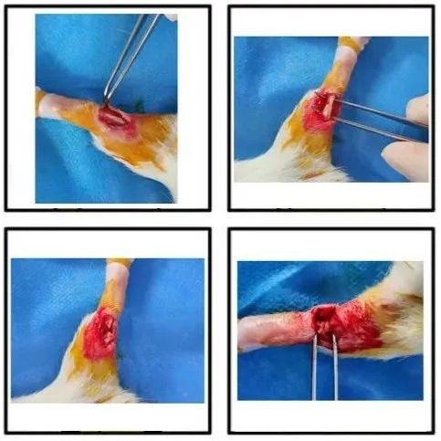 动物造模丨大鼠肌腱损伤模型