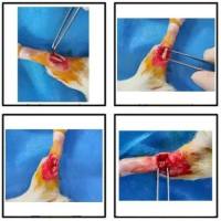 动物造模丨大鼠肌腱损伤模型