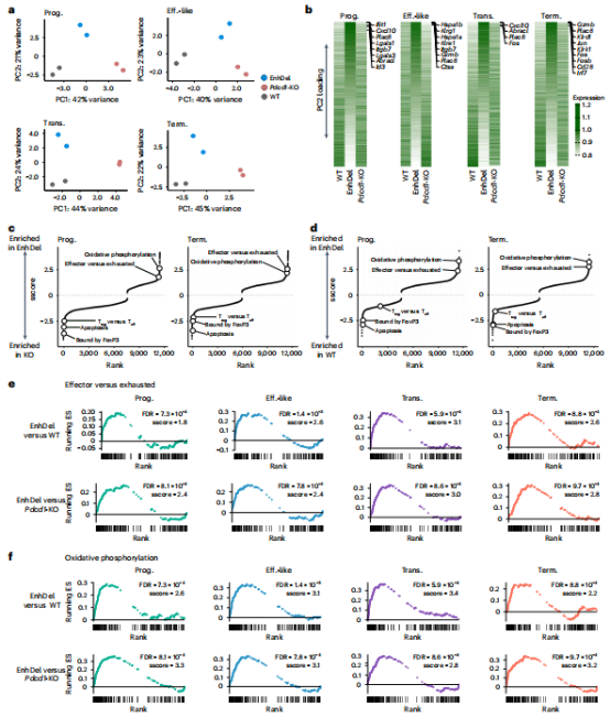 PD-1 表观遗传调控改善T细胞耗竭的新发现