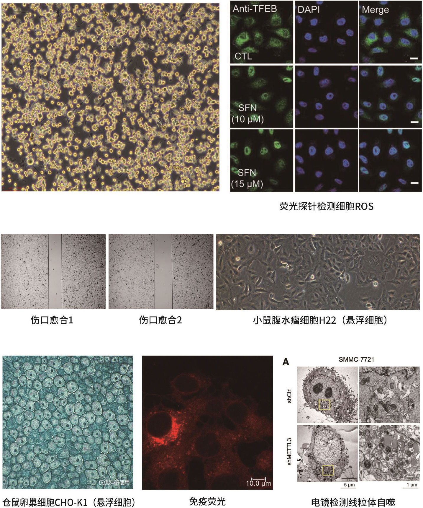 医学实验#动物实验#细胞实验#分子实验#纳米转化医学#课题思
