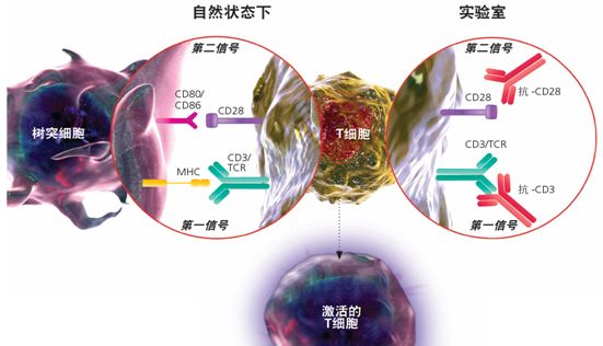 免疫卫士-T细胞培养攻略