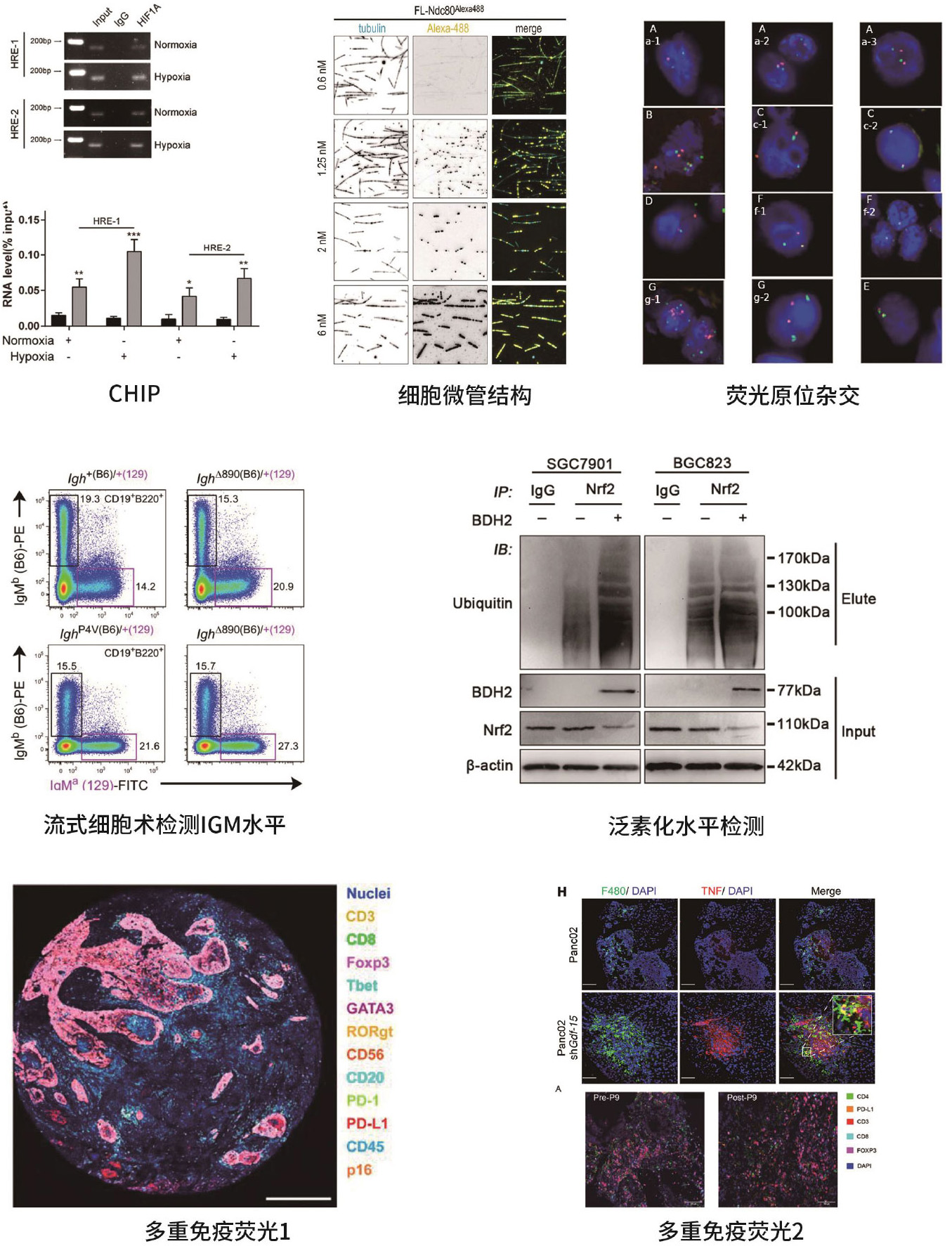 医学实验#动物实验#细胞实验#分子实验#纳米转化医学#课题思