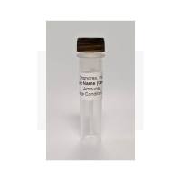 Chondrex 1102 牛BGM IV型胶原NC1片段,1mg,冻干