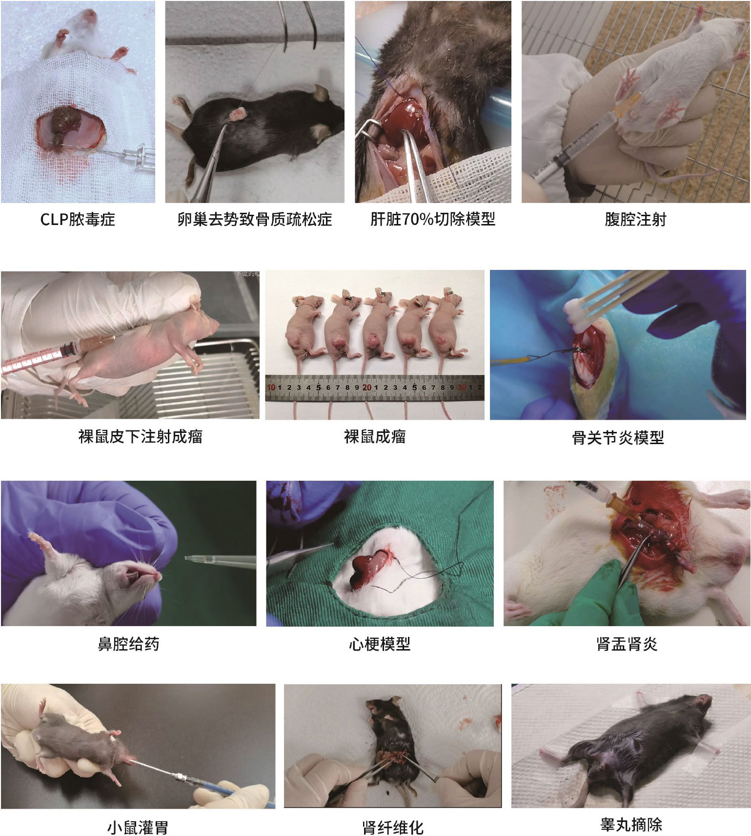 医学实验#动物实验#细胞实验#分子实验#纳米转化医学#课题思