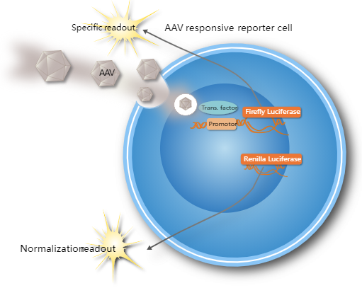 Svar Life Science-iLite AAV应答报告检测就绪细胞促销啦