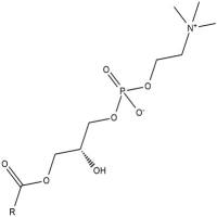 Lysophosphatidylcholines