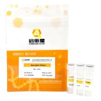 StarLighter DNA 酶 I
