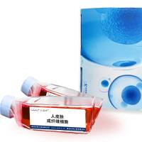 人皮肤成纤维细胞