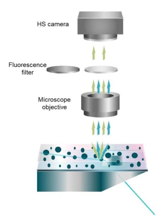 【热点应用】使用NanoSight Pro掌握细胞外囊泡荧光标记和分析白皮书