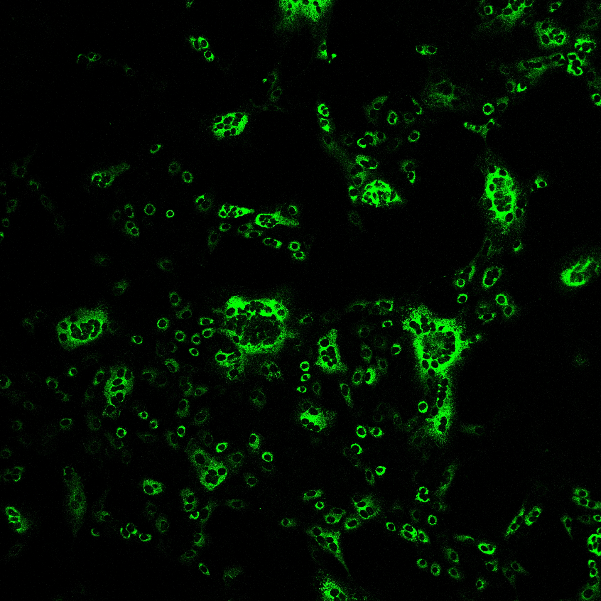 原价6000元1mg的PEDV-S蛋白单抗,促销2000元1mg