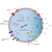 透明质酸(HA)修饰负载阿霉素(DOX)的外泌体定制