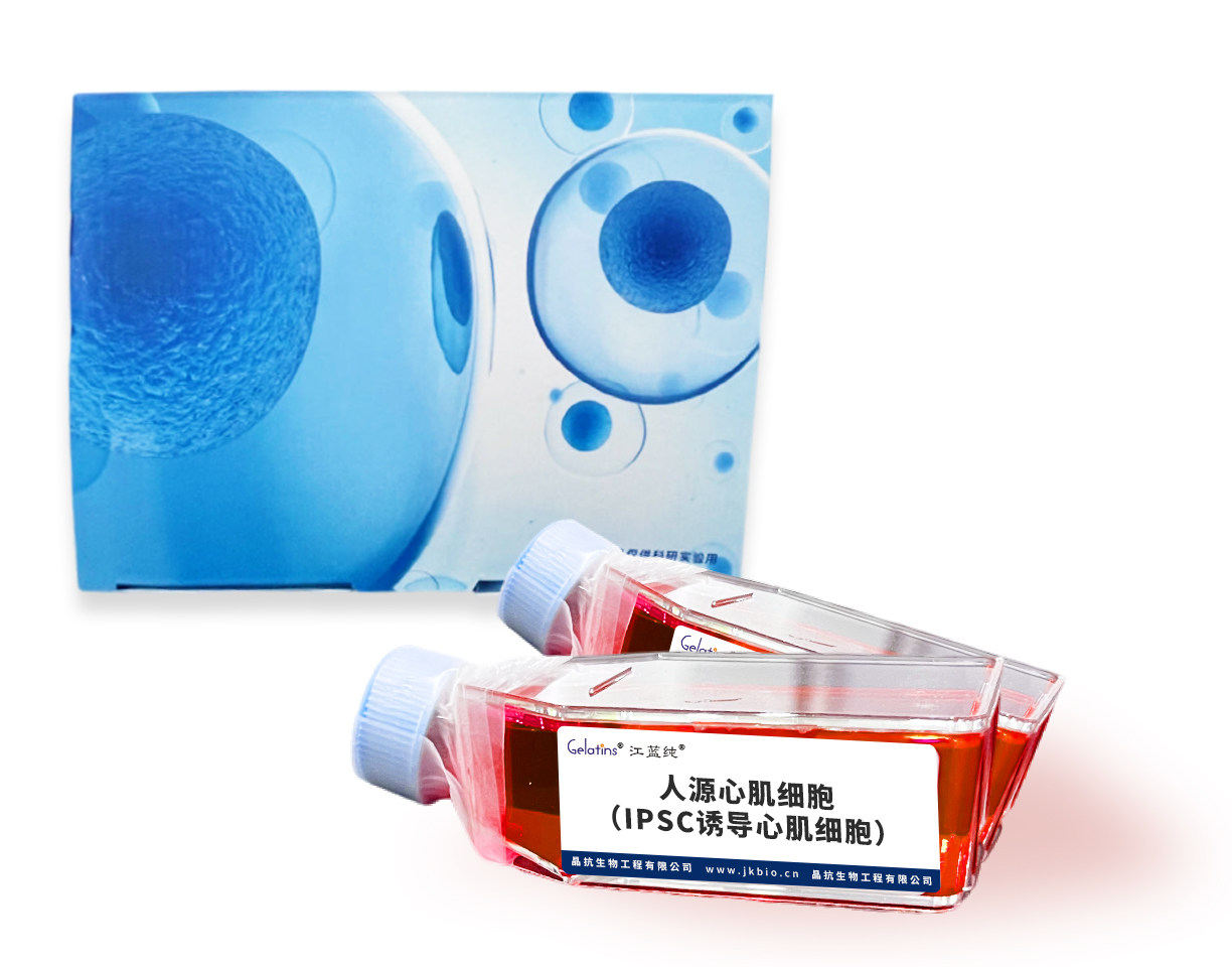 人源心肌细胞(IPSC诱导心肌细胞)