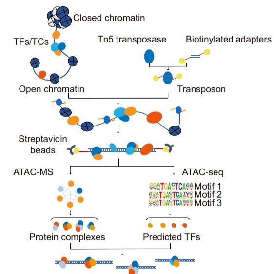 产品介绍 | ATAC-MS：直接鉴定转录蛋白质复合物，全面解析开放染色质结合蛋白