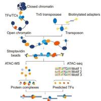 产品介绍 | ATAC-MS：直接鉴定转录蛋白质复合物，全面解析开放染色质结合蛋白