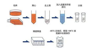 不同细胞的冻存液配制比例（冻存液配置注意事项）