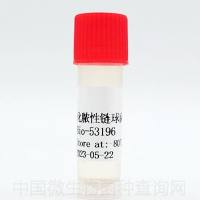 化脓性链球菌；酿脓链球菌	 