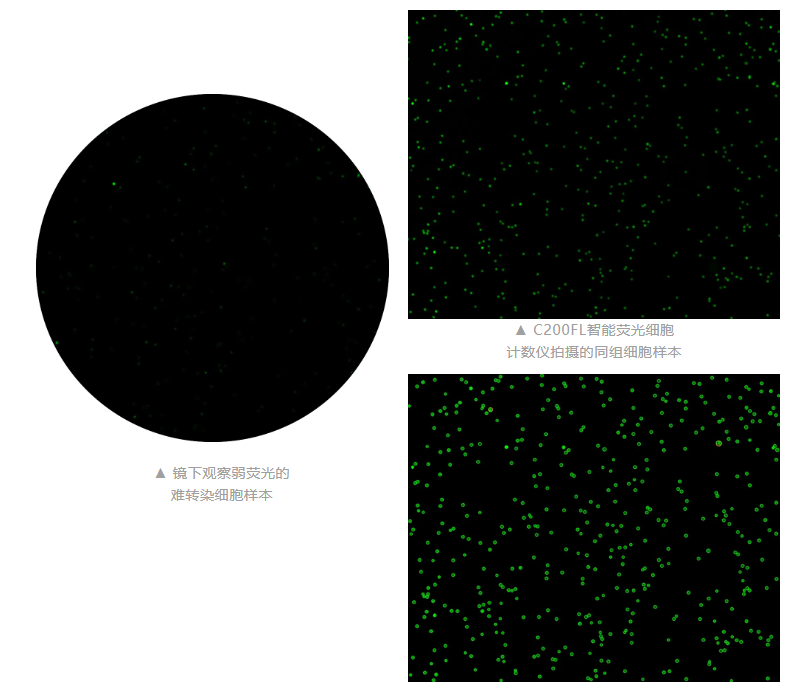 智能荧光细胞计数仪上市,抢先体验高效精准实验新工具!