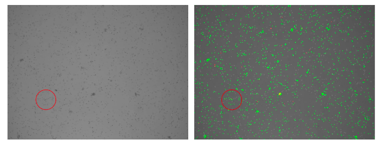 智能荧光细胞计数仪上市,抢先体验高效精准实验新工具!