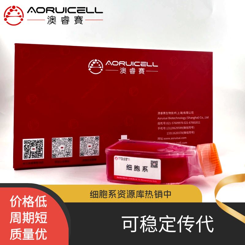 OAW42 卵巢癌细胞