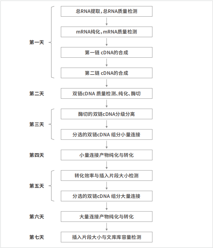 核蛋白酵母双杂交建库试剂盒|膜蛋白酵母双杂交建库试剂盒|核/