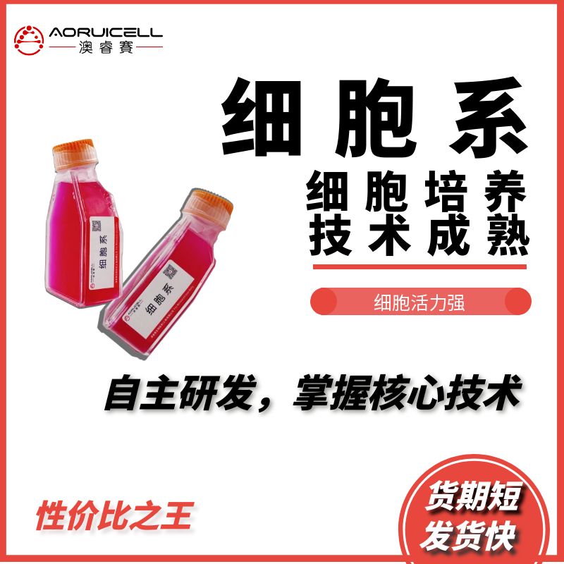 BEL-7402  人肝癌细胞