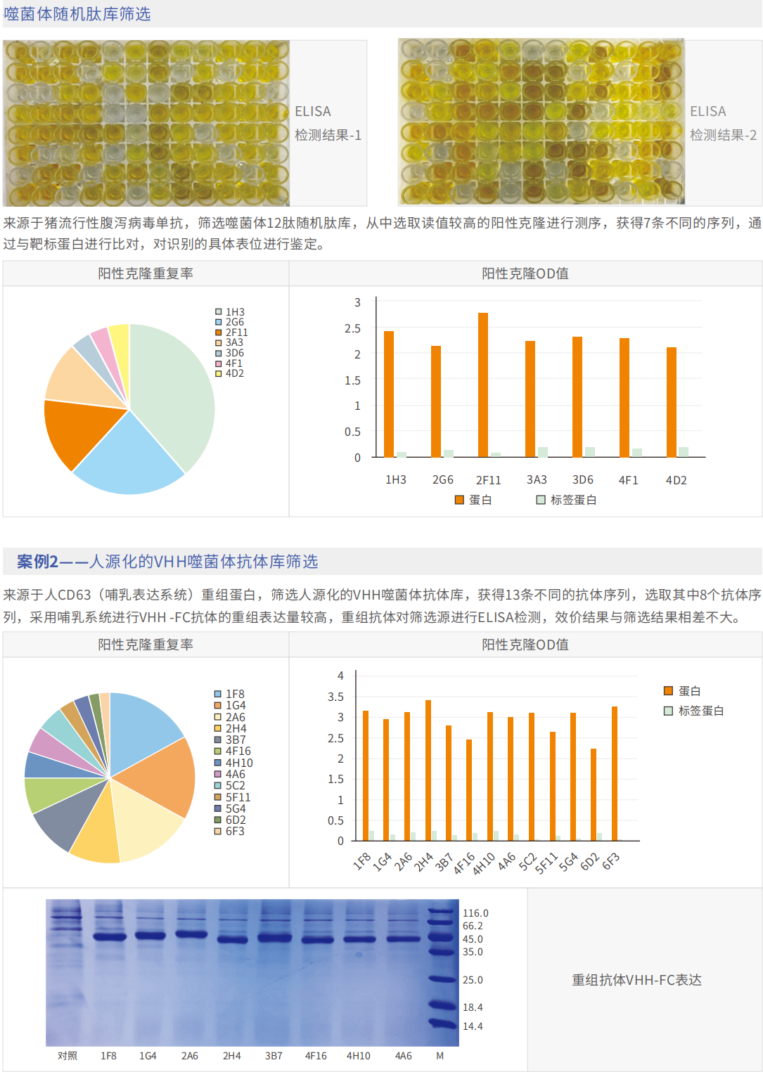 噬菌体随机肽库筛选