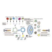 红细胞膜包裹负载BVA的聚多巴胺（PDA）纳米粒定制