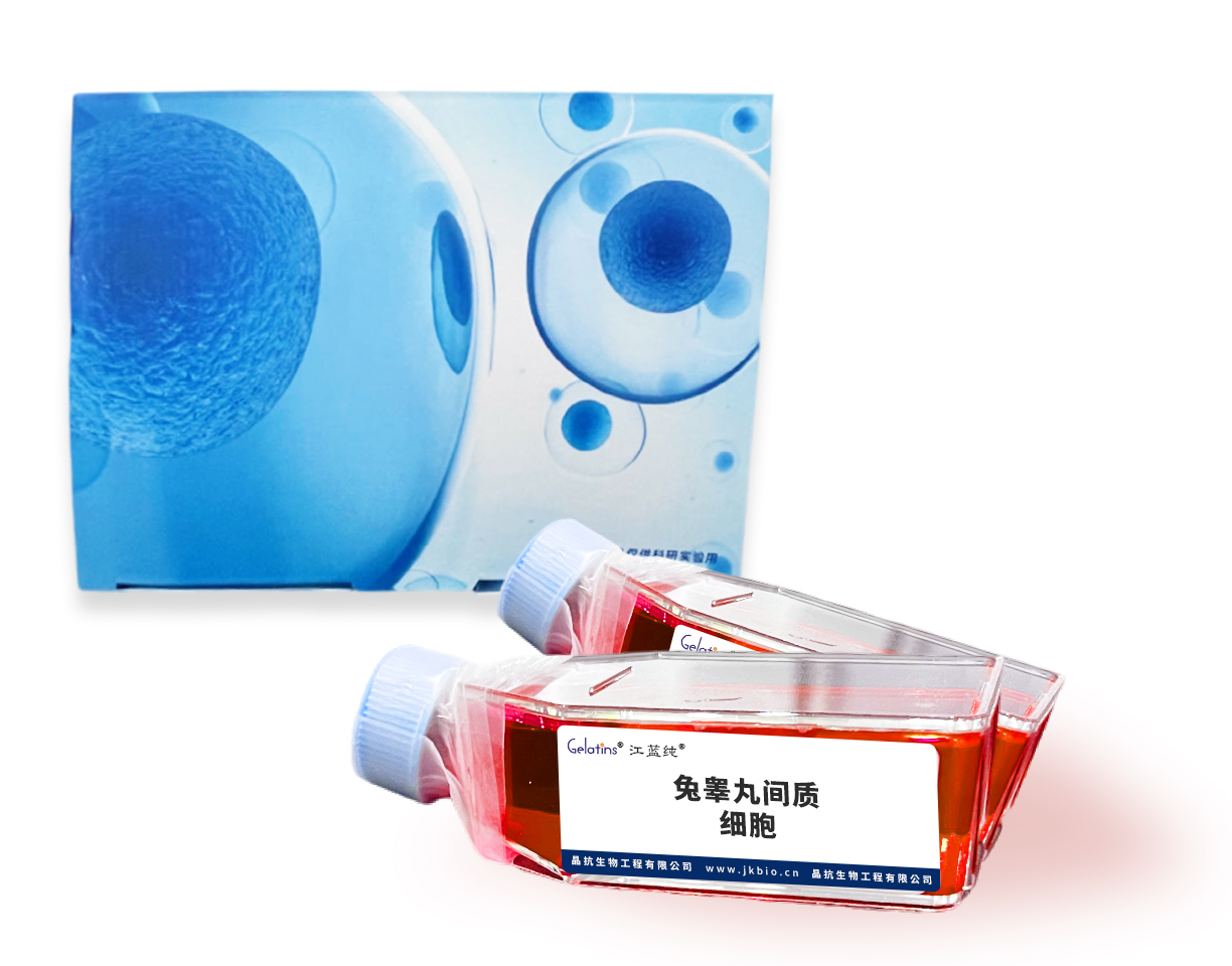 兔睾丸间质细胞