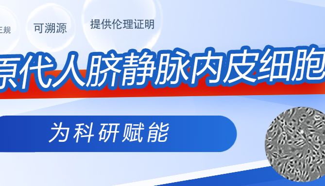 HUVEC人脐静脉内皮细胞培养指南！