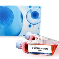 小鼠脏器组织中性粒细胞