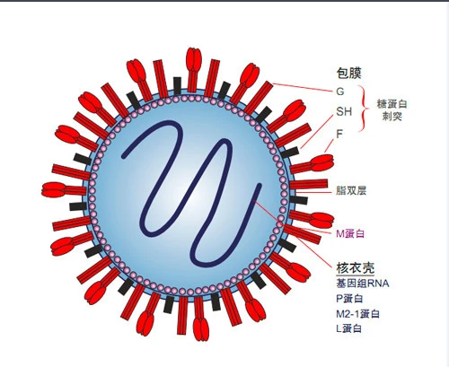 秋冬季病毒来袭！人呼吸道合胞病毒质控品筑起安全防线!