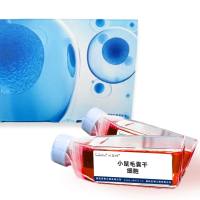 小鼠毛囊干细胞