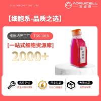 CoC1（人卵巢癌细胞）