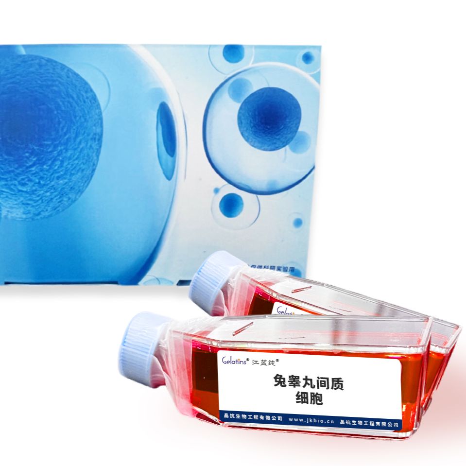 兔睾丸间质细胞