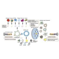 定制胶质瘤U251细胞膜包裹负载多柔比星（DOX）的介孔二氧化硅纳米粒