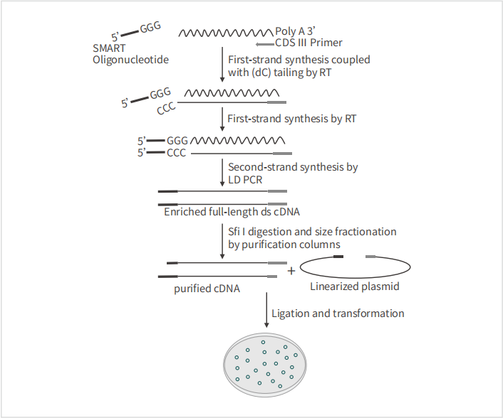 核蛋白酵母双杂交建库试剂盒|膜蛋白酵母双杂交建库试剂盒|核/