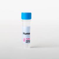 pLV3-CMV-Ptpn11-3×HA-CopGFP-Puro