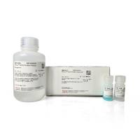 A65453/A55864/A55865赛默飞蛋白检测试剂盒Thermo Pierce BCA