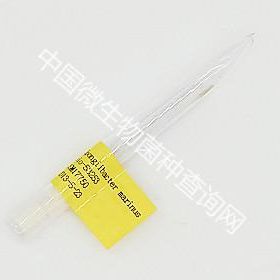 Spongiibacter marinus