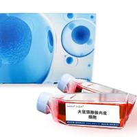 大鼠颈静脉内皮细胞