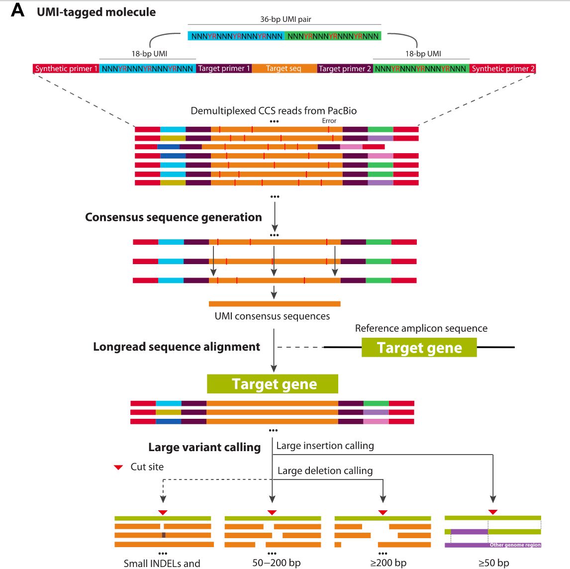 三代Long Range PCR
