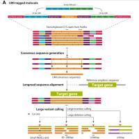 三代Long Range PCR