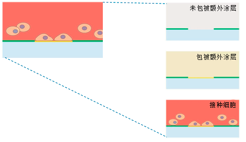 ibidi μ-Pattern 细胞微区块培养初探