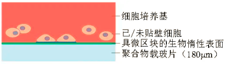 ibidi μ-Pattern 细胞微区块培养初探
