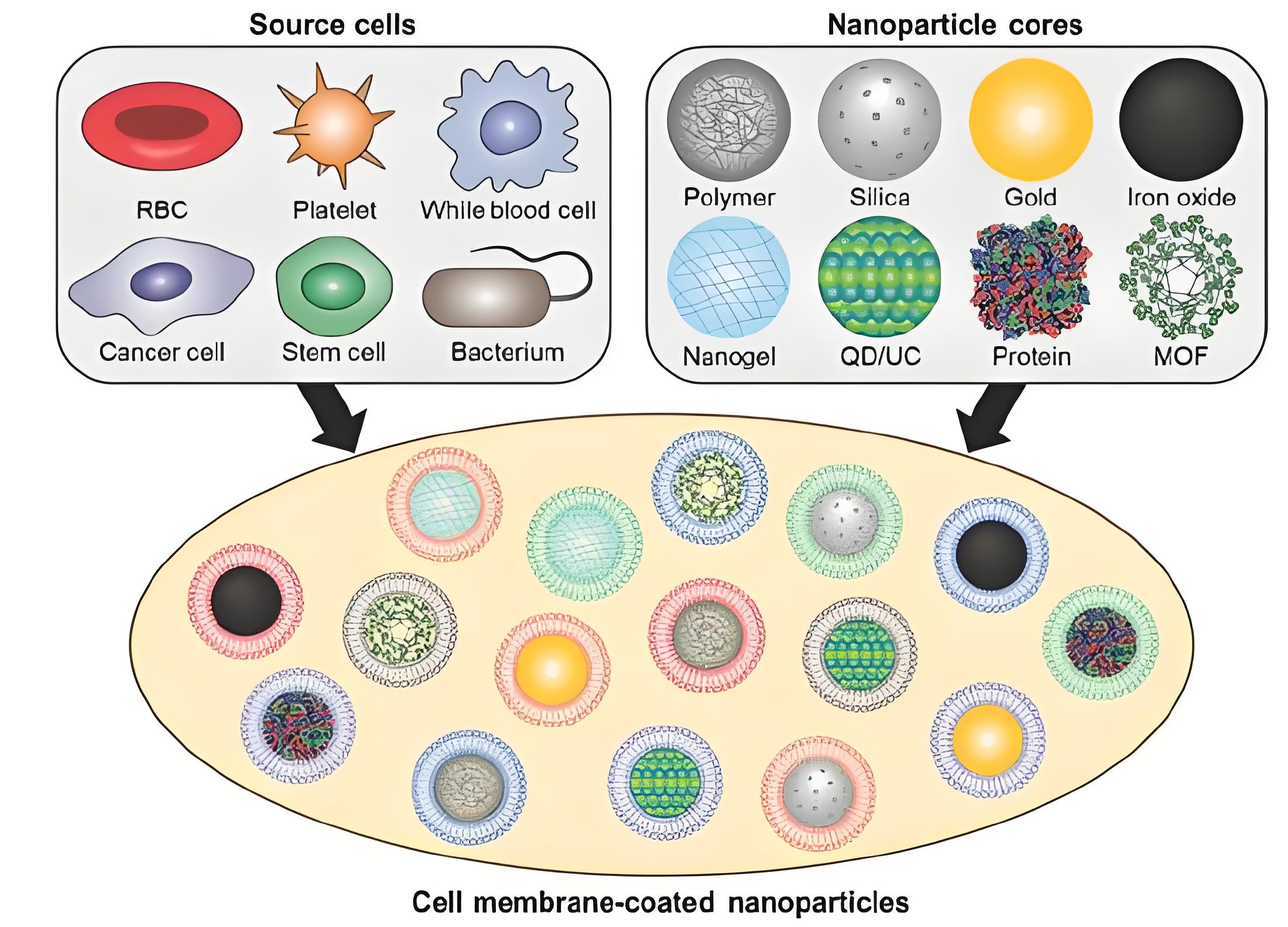 定制血小板膜包裹负载柚皮素(NAR)的介孔二氧化硅纳米粒