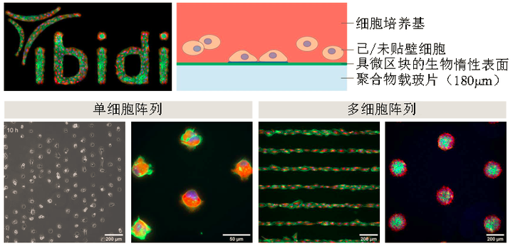 ibidi μ-Pattern 细胞微区块培养初探
