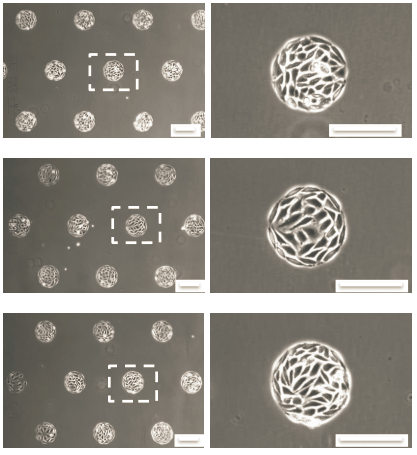 ibidi μ-Pattern 细胞微区块培养初探