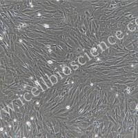 大鼠肾周细胞/免疫荧光鉴定/镜像绮点(Cellverse)