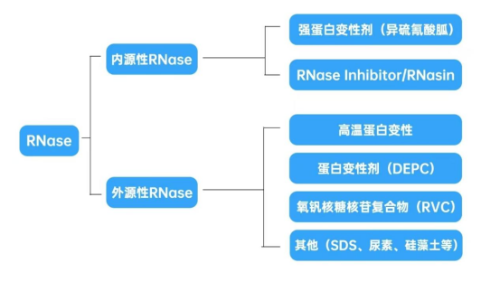 超全RNase抑制剂——预防RNase污染的关键原料！