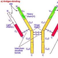 Rabbit Anti-digoxin/Gold,金标记兔抗地高新 (10nm/15nm)